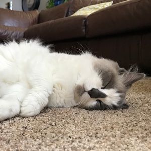 Meet your Posher, Brenda